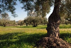 Stangata del Governo sui terreni agricoli, Miscioscia: «Vergogna»