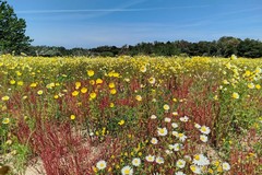Al via le domande per la transizione ecologica nel settore agricolo