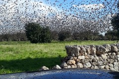 Raccolta delle olive a rischio: migliaia gli storni nelle campagne pugliesi