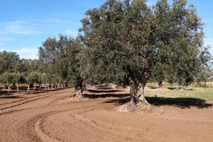 Tempesta perfetta sull’olivicoltura, Cia Puglia e OP pugliesi: “Svolta o catastrofe”