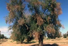 Efsa annuncia, Xylella causa morte olivi Salento