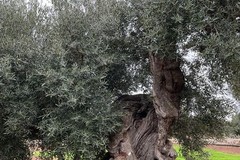 Si allunga l'elenco degli ulivi monumentali censiti in Puglia  