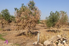 Tra siccità ed incendi, in pericolo gli ulivi centenari di Andria
