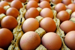 Tracce di fipronil in allevamento di galline, sequestro in azienda coratina