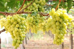 Uva da tavola, quantità in aumento ma prezzi in calo