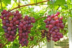 Aumento dei prezzi: timori per costi dell'uva da tavola e dell'ortofrutta