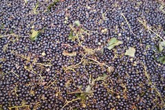 In Puglia è emergenza per la crisi del vino: troppe giacenze in cantina