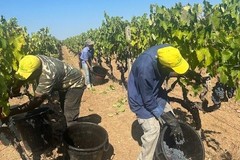 A causa della siccità, scatta in anticipo la vendemmia 2024