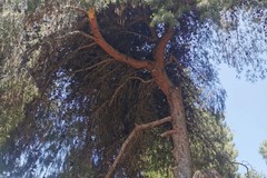Taglio di 100 alberi per la pineta comunale: "Maggiore considerazione per il verde pubblico cittadino"
