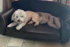 Ritrovato Rommy, il cane maltese rapito ieri ad Andria: è in buone condizioni