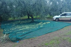 Sventato furto di olive ad Andria in contrada "Pier delle Vigne"