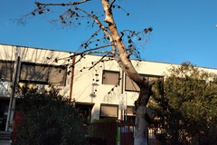 Alberi secchi nel giardino della scuola “Giovanni Paolo II-Edmondo De Amicis”