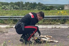 I Carabinieri della Compagnia di Andria mettono in salvo un cucciolo