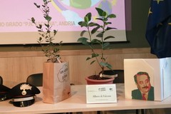 Da Palermo ad Andria: piantata una talea dell'Albero Falcone nella scuola "P. N. Vaccina"