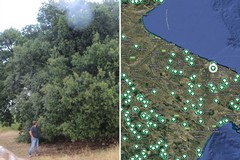 La Puglia terra di patriarchi verdi: 216 alberi monumentali nell’elenco Masaf, c'è anche Andria