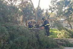 Un altro albero caduto nella pineta della Villa comunale di Andria