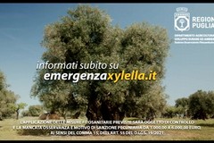 Emergenza Xylella: insieme per salvaguardare un patrimonio unico al mondo