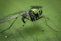 Presenza del virus West Nile nella Provincia BAT: scatta la disinfestazione straordinaria ad Andria