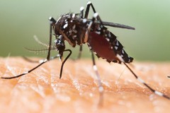 Elevata presenza di zanzare: Fareambiente Andria sollecita il Comune ad effettuare trattamenti