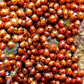 Numerose coccinelle avvistate tra viale Ovidio, viale Virgilio e via Ospedaletto