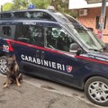 Controlli dei Carabinieri di Andria anche con l'ausilio del nucleo cinofili