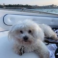 Rommy un cane maltese rapito questa mattina: denuncia alla Polizia di Stato