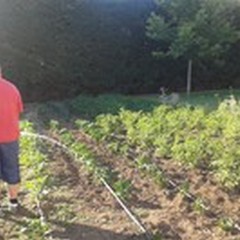 Zucchine, pomodori e melanzane: l'orticoltura per poco stress e tanta salute