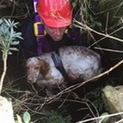 Cane da caccia caduto in un pozzo: salvataggio dei volontari della Misericordia