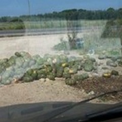 Zucche abbandonate sulla strada provinciale Andria-Canosa
