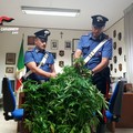 Piante di marijuana nell'orto di una casa di campagna