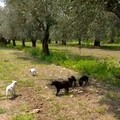 L’Associazione “Amici Magù” onlus segnala in via Corato la presenza di sei cuccioli con a seguito la mamma
