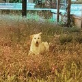 In via Vecchia Barletta ad Andria c'è chi si prende cura di un cane randagio