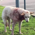 Trovato cane insanguinato in via Trani