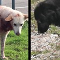 Intervento urgente per due cani randagi che si trovano in zona Camaggio/Santa Maria dei Miracoli