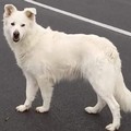 Smarrito un cane meticcio in zona San Valentino