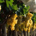 Forte preoccupazione per il futuro del comparto vitivinicolo Made in Italy