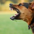 Cani randagi ed aggressioni ai cittadini, Forum Animalista Andria:  "Conseguenza della pessima gestione del fenomeno randagismo "