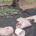 Appena cominciata la campagna olivicola e già furti, intervento delle Guardie Campestri
