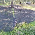 Nuovo tentato furto di olive nell'agro di Andria: l'intervento delle Guardie Campestri