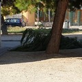 Cade grosso ramo di pino in via Luciani: per fortuna nessun ferito