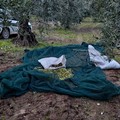 Ultimi scampoli della campagna olivicola ad Andria, altri furti sventati dalle Guardie Campestri