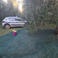 Altro tentativo di furto di olive sventato ad Andria: Guardie Campestri in azione a contrada Capoposta