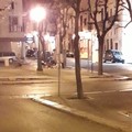 Banchetto notturno di cani tra i rifiuti abbandonati nel centro cittadino