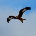 Ambiente: una giornata di birdwatching nel Parco dell'alta Murgia