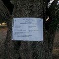 E' allarme per il ritrovamento di 13 ulivi infettati dalla xylella nella Piana ulivi monumentali