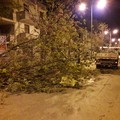 Il forte vento crea disagi alla circolazione: numerosi gli alberi abbattuti