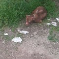 Cucciolo di pitbull abbandonato in via Gentile, nei pressi del tratto della Ferrotramviaria