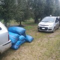 Furti d'olive: effettuati due fermi e sequestrata un' autovettura in contrada Arnieci