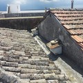 Falchi Grillai crescono a Palazzo Ducale