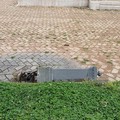 Nuova impresa ad Andria dei soliti vandali: divelta la fontanina del Monumento ai Caduti